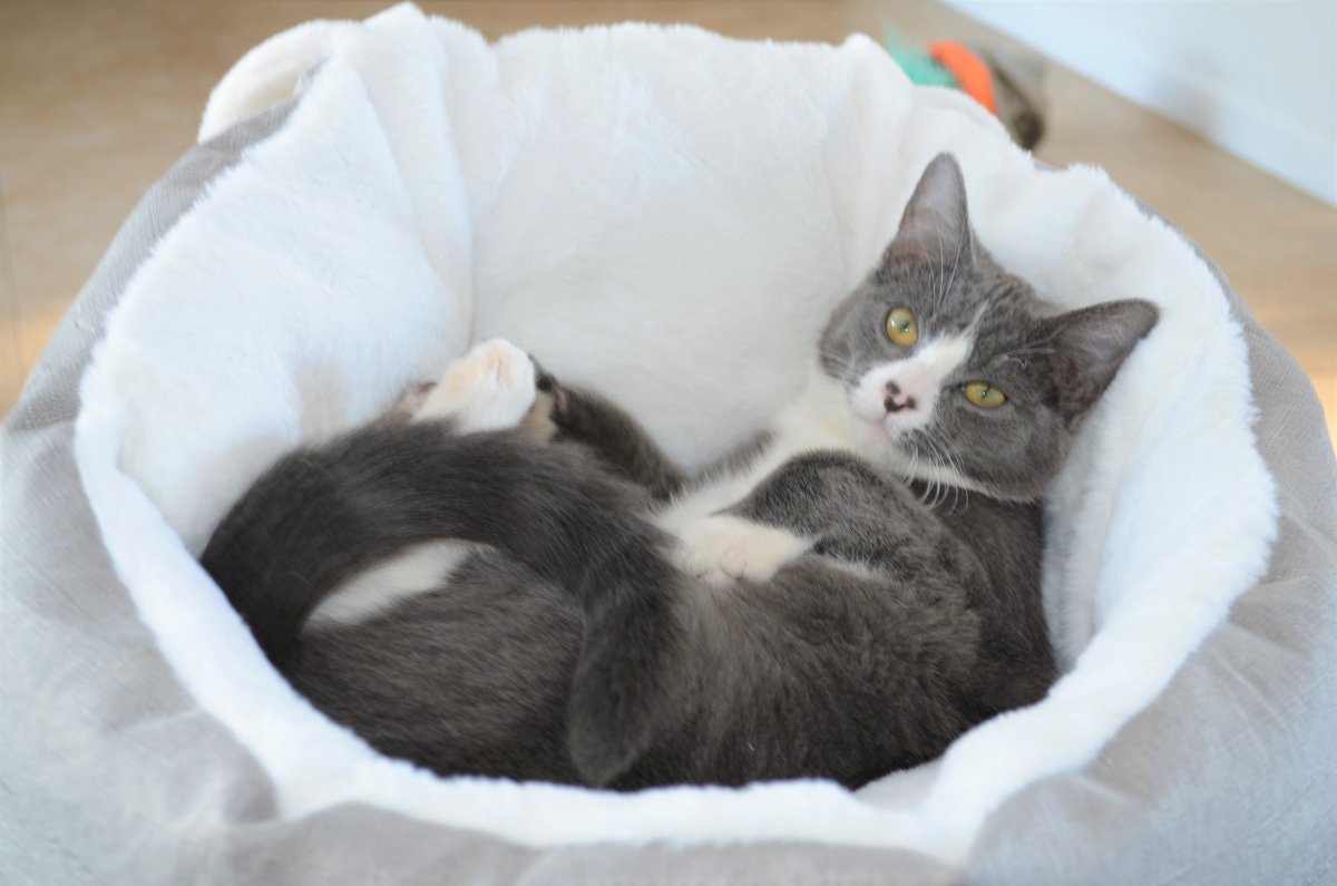 Cat Bed Sleeping Bag (Grey-Small) - Taplike