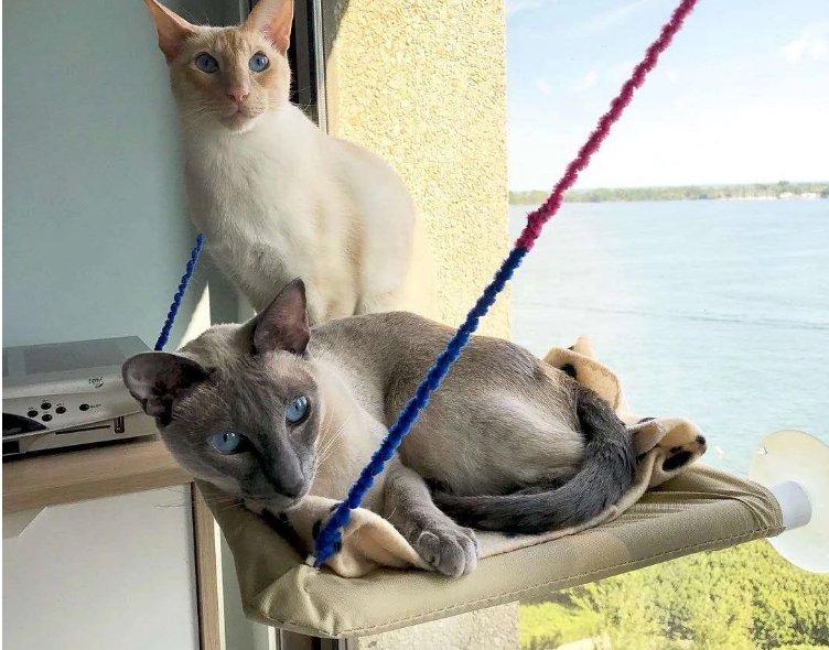 Cat Window Bed - Taplike
