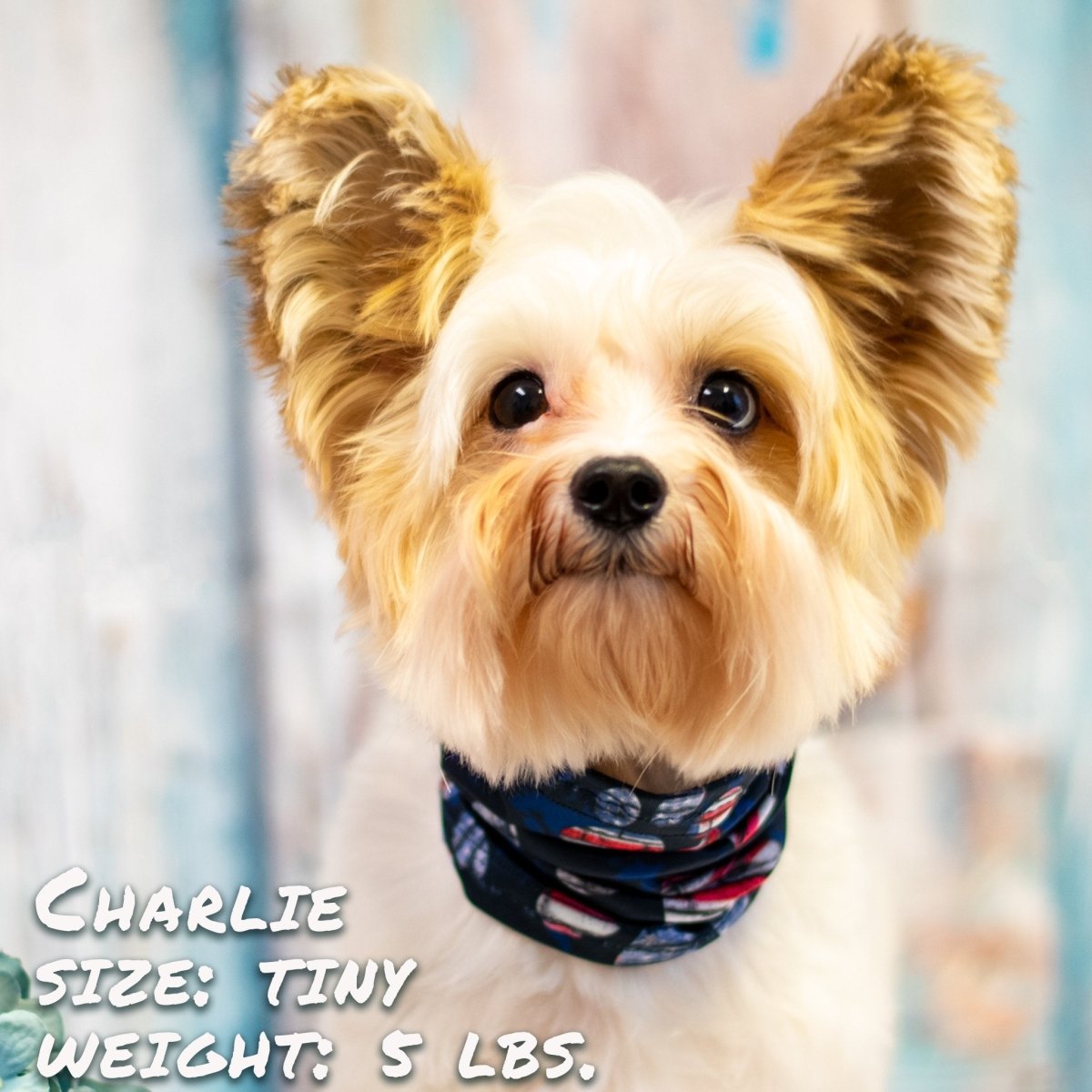 Patriotic Pup Pup Scruff - Taplike